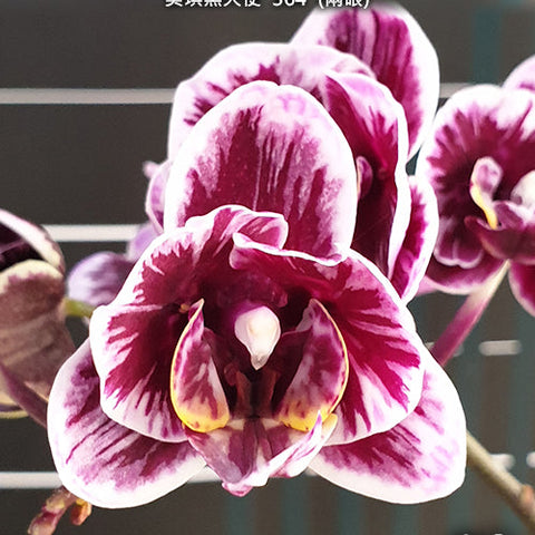 Phal. Miki Black Angel '364' - flower 3 - square crop