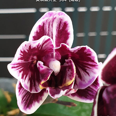 Phal. Miki Black Angel '364' - flower 2 - square crop