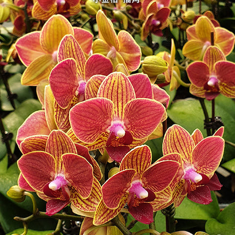 Phal. Fangmei Sweet 'Splash' - flower 2 - square crop
