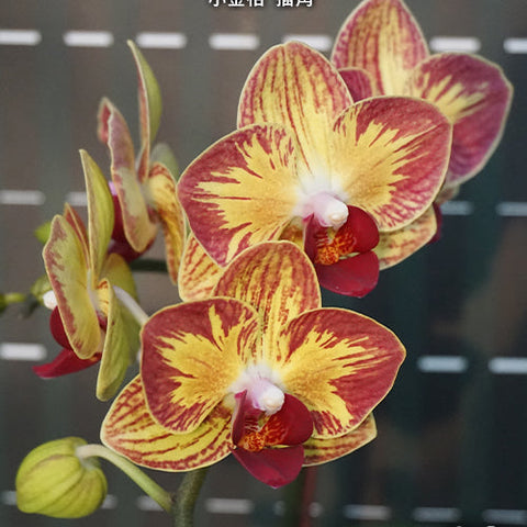 Phal. Fangmei Sweet 'Splash' - flower 3 - square crop