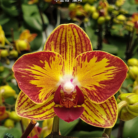 Phal. Fangmei Sweet 'Splash' - square crop