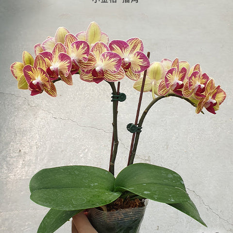 Phal. Fangmei Sweet 'Splash' - flower 4 - square crop