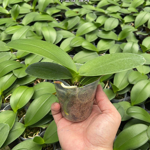 Phal. Fangmei Sweet 'Splash' - 2.5 inch plant size reference - square crop