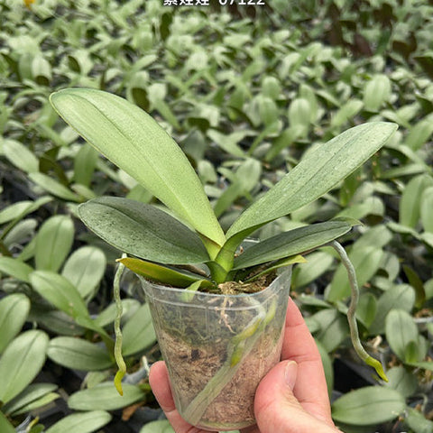 Phal. Younghome Purple Baby '07122' - 2.5 inch plant size reference