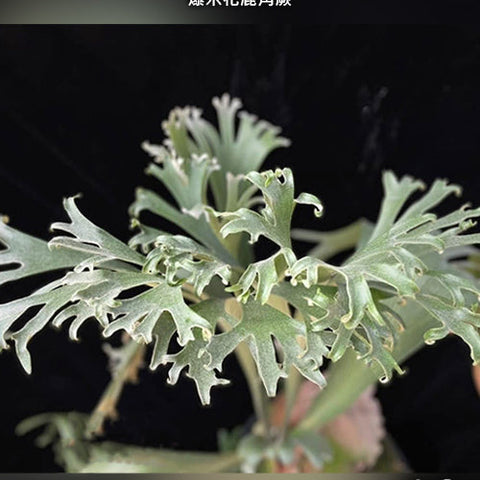 Platy. bifurcatum cv. 'Popcorn' - square crop