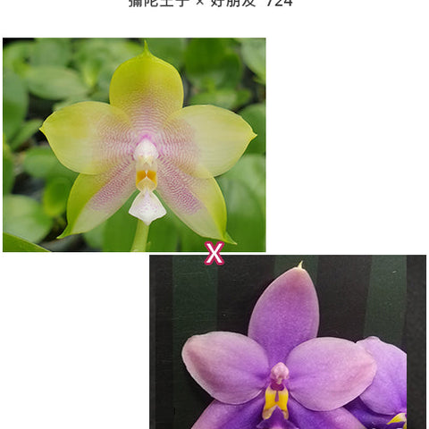 Phal. Mituo Prince x Yaphon All Friends '724' - square crop