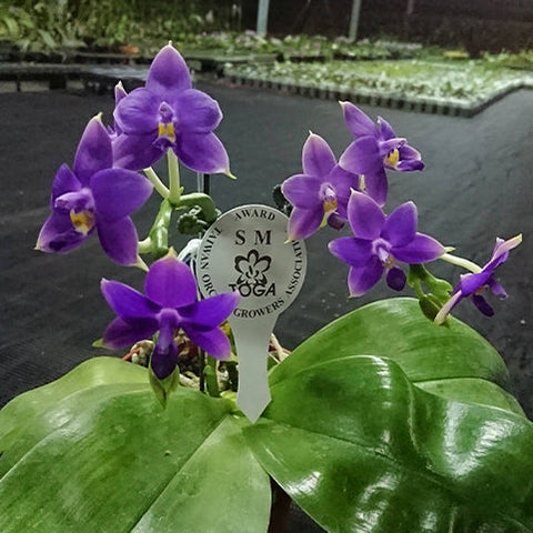 [Bare-root][Import AS-IS] #PA# Phal. violacea var. indigo Peloric 'Jiaho Blue Moon' 硬地狗 '藍月' [2.5" BS][Oct Preorder 26]