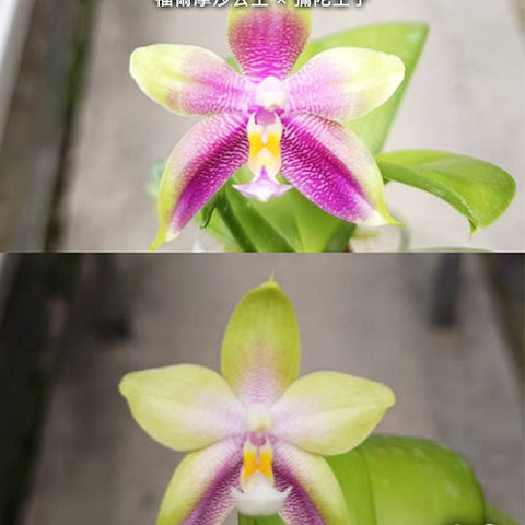 Phal. Princess Formosa x Mituo Prince - flower 2 - square crop