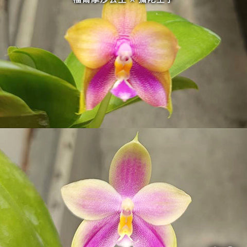 Phal. Princess Formosa x Mituo Prince - flower 3 - square crop