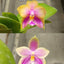 Phal. Princess Formosa x Mituo Prince - flower 3 - square crop