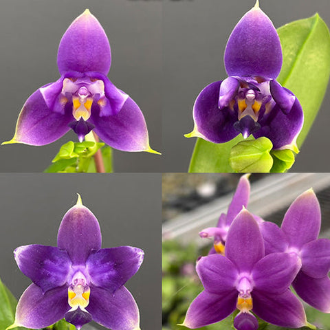 [Bare-root][Import AS-IS] #PA# Phal. violacea var. indigo Peloric 'Jiaho Blue Moon' 硬地狗 '藍月' [2.5" BS][Oct Preorder 26]