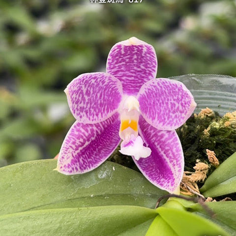 Phal. Lyndon Mix Zebra '817' - flower 3