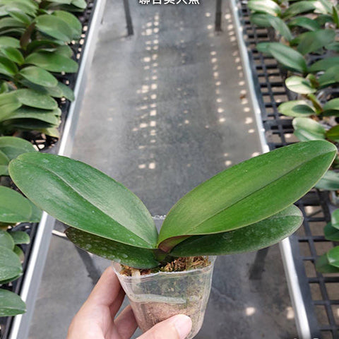 Phal. Lianher Mermaid - 2.5 inch plant size reference - square crop
