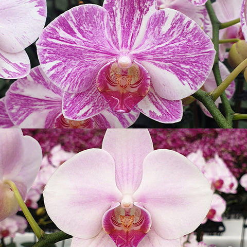 Phal. Fong Tien's Amapearl 'Cone Pearl CL913G' - flower 2