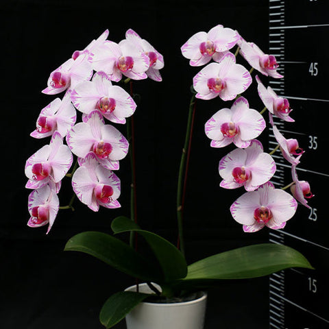 Phal. Fong Tien's Amapearl 'Cone Pearl CL913G' - flower 3