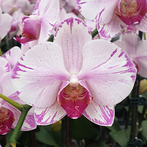 Phal. Fong Tien's Amapearl 'Cone Pearl CL913G'