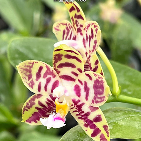 Phal. Lyndon Mix Zebra '708' - flower 2 - square crop