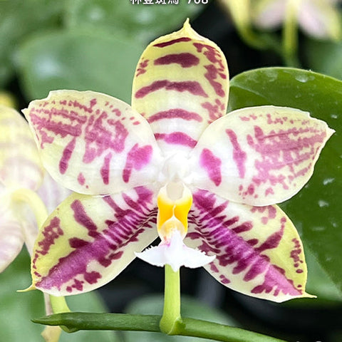 Phal. Lyndon Mix Zebra '708' - square crop