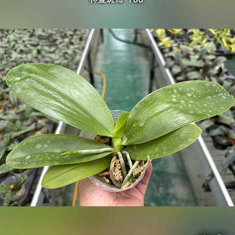 Phal. Lyndon Mix Zebra '708' - 2.5 inch plant size reference 2 - square crop