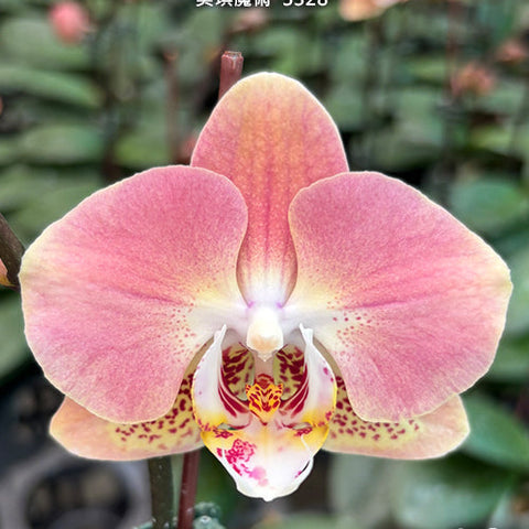 Phal. Leco Fantastic '3328' - flower 5 - square crop
