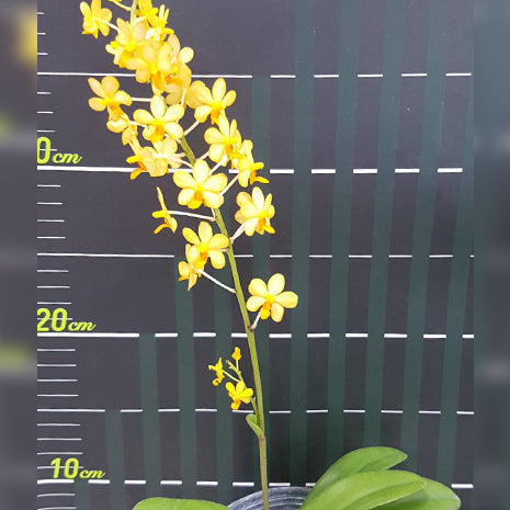 [Bare-root][Import AS-IS] #PA# Dor. pulcherrima × Ascocentrum miniatum '1465' 小黃百蝶蘭 '1465' [2.5" BS][Oct Preorder 26]