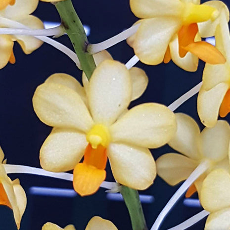 [Bare-root][Import AS-IS] #PA# Dor. pulcherrima × Ascocentrum miniatum '1465' 小黃百蝶蘭 '1465' [2.5" BS][Oct Preorder 26]