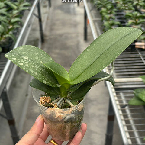 Phal. Jia Ho Summer Love - 2.5 inch plant size reference - square crop
