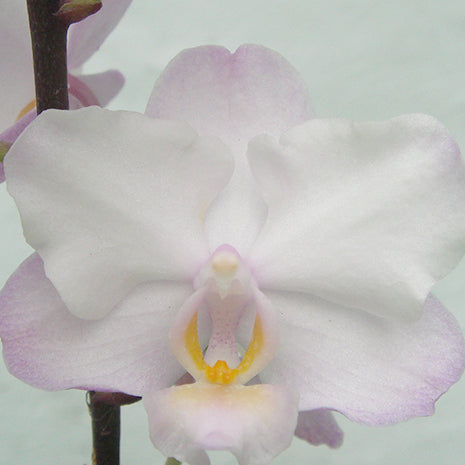 [Bare-root][Import AS-IS] #PA# Phal. Liu's Sakura 劉氏櫻花 [2.5" BS][Oct Preorder 26]
