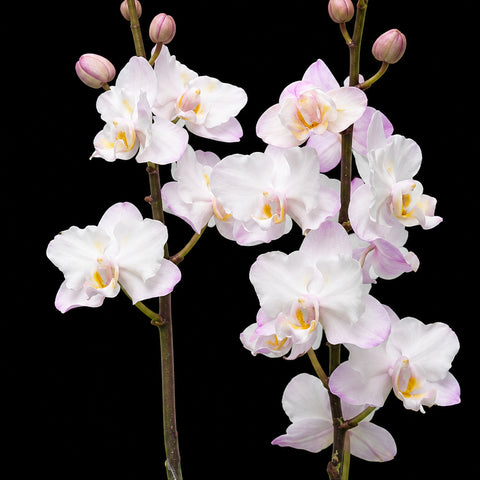 [Bare-root][Import AS-IS] #PA# Phal. Liu's Sakura 劉氏櫻花 [2.5" BS][Oct Preorder 26]