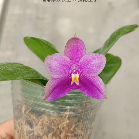 Phal. Princess Formosa x Mituo Prince - flower 4 - square crop