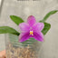 Phal. Princess Formosa x Mituo Prince - flower 4 - square crop