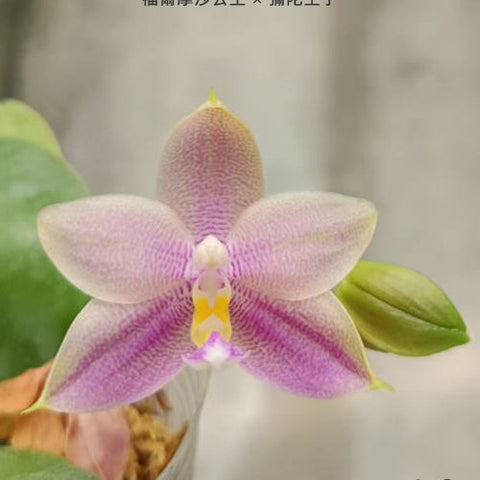 Phal. Princess Formosa x Mituo Prince - flower 6 - square crop
