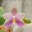 Phal. Princess Formosa x Mituo Prince - flower 6 - square crop