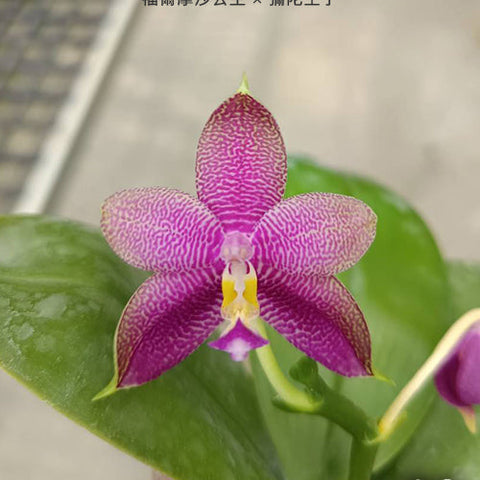 Phal. Princess Formosa x Mituo Prince - flower 5 - square crop