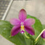 Phal. Princess Formosa x Mituo Prince - flower 5 - square crop