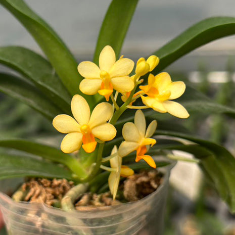 [Bare-root][Import AS-IS] #PA# Dor. pulcherrima × Ascocentrum miniatum '1465' 小黃百蝶蘭 '1465' [2.5" BS][Oct Preorder 26]