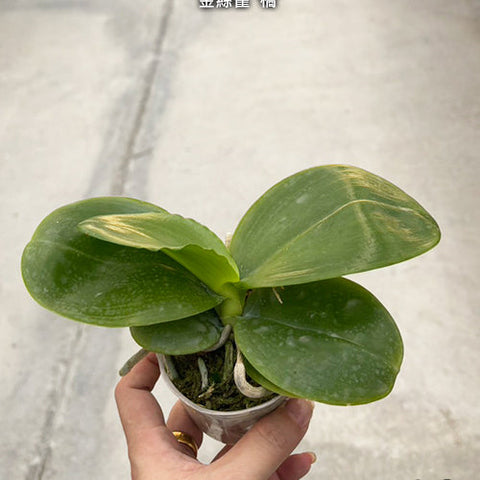 Phal. Joy Spring Canary 'Orange' - 2.5 inch plant size reference - square crop