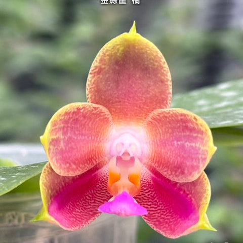 Phal. Joy Spring Canary 'Orange' - flower 3 - square crop