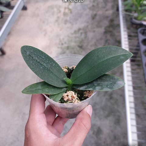 Phal. Jiaho Cherry x lobbii - 2.5 inch plant size reference - square crop