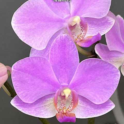 Phal. Hatuyuki 'Pink' - flower 4 - square crop