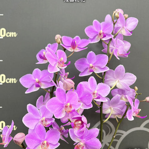 Phal. Hatuyuki 'Pink' - flower 3 - square crop