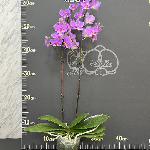 Phal. Hatuyuki 'Pink' - square crop