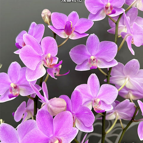 Phal. Hatuyuki 'Pink' - flower 2 - square crop