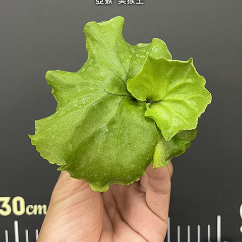 Platy. ridleyi 'Monkey King' - 1.7 inch plant size reference - square crop