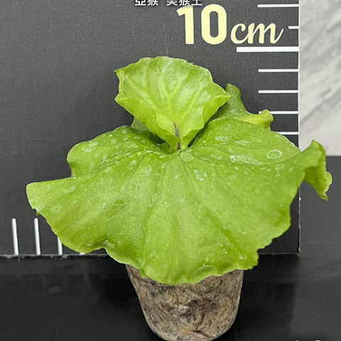Platy. ridleyi 'Monkey King' - 1.7 inch plant size reference 2 - square crop