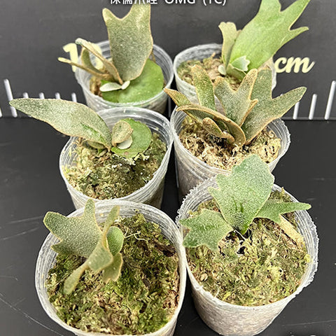 Platy. willinckii 'OMG' (TC) - 1.7 inch plant size reference 3 - square crop