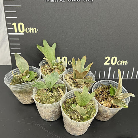 Platy. willinckii 'OMG' (TC) - 1.7 inch plant size reference - square crop