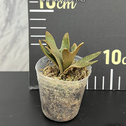 Platy. willinckii 'OMG' (TC) - 1.7 inch plant size reference 2 - square crop