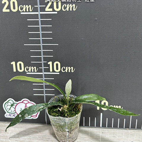 Platy. veitchii AR x MT.Lewis 'Cardinals' - 1.7 inch plant size reference 2 - square crop