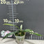 Platy. veitchii AR x MT.Lewis 'Cardinals' - 1.7 inch plant size reference 2 - square crop